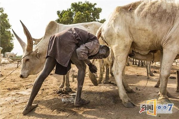 Smearing cow dung on the body 