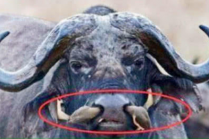 A man saw something strange on his black nose in the wild. After taking a picture and asking the vil