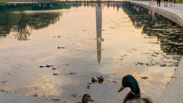 Reflecting Pool Draws Attentio